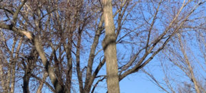 #1 Tree Pruning & Trimming Services in Kechi KS | (316) 218-2603