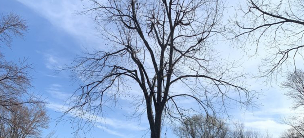 #1 Tree Trimming & Landscaping in Maize KS | (316) 218-2603