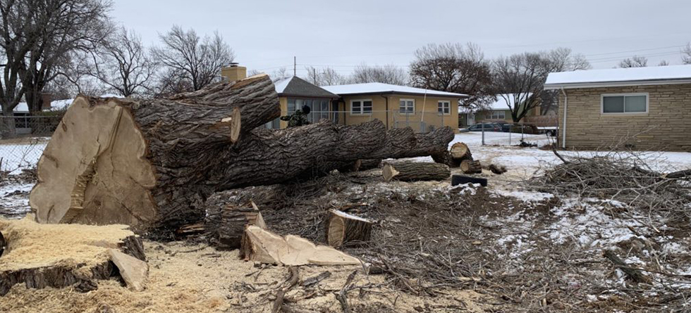 Best Stump Removal & Tree Service in Bel Aire KS | (316) 218-2603