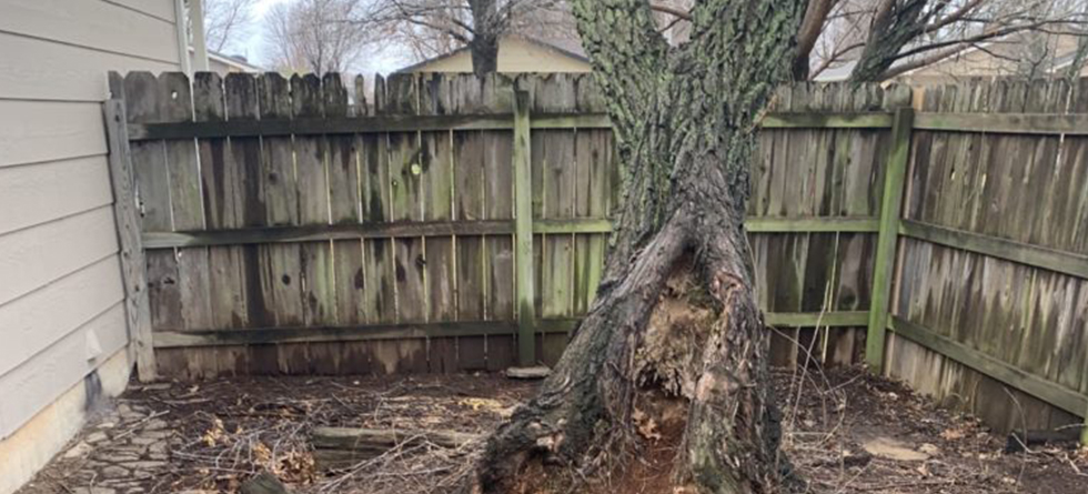 Best Stump Removal & Tree Service in Halstead KS | Call (316) 218-2603