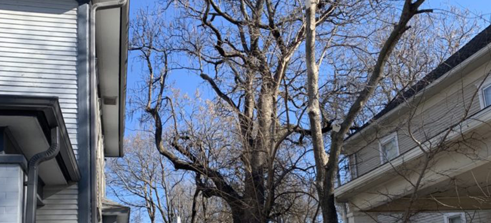 Best Tree Service in Rose Hill KS | Get Quote