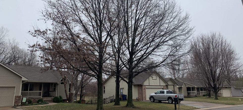 Best Tree Trimming & Landscaping in Park City KS
