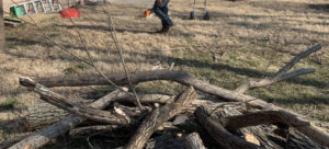 Trusted & Affordable | Tree Services in El Dorado KS