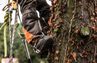 Do Arborists Climb Trees?