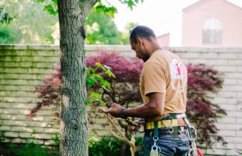 What Is The Difference Between An Arborist & A Master Arborist?