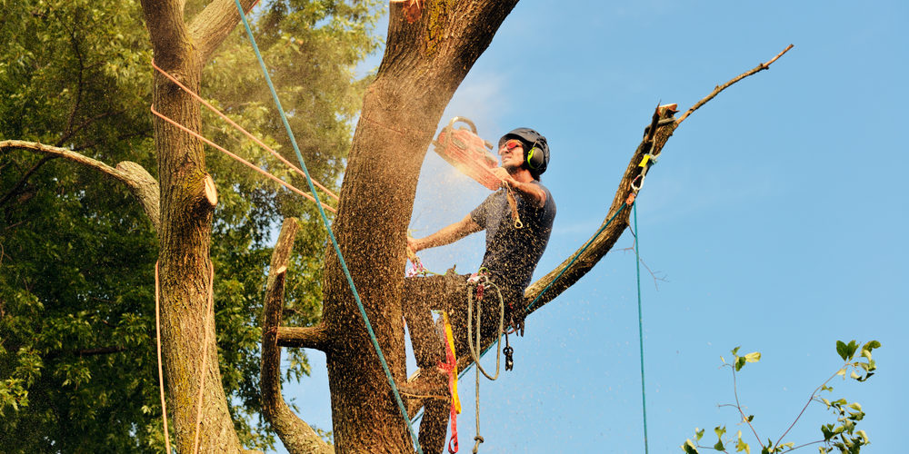 What Is The Purpose Of An Arborist?