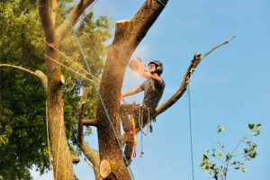 What Is The Purpose Of An Arborist