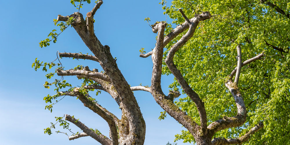 How Much Of A Tree Can You Cut Without Killing It?