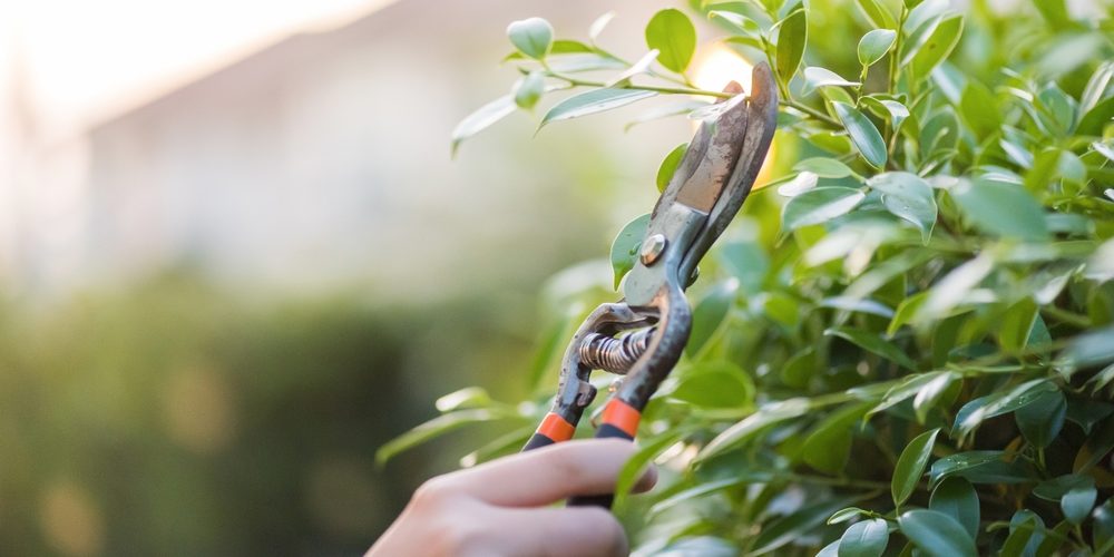 Is Tree Topping The Same As Pruning?