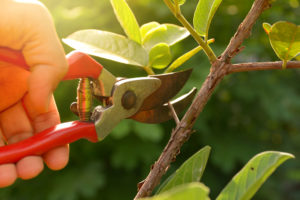 What Are The 5 Rules Of Pruning