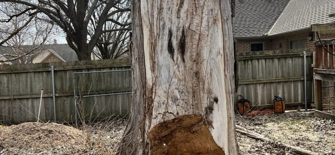 What Are The Disadvantages Of Tree Trimming?