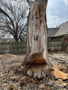 What Are The Disadvantages Of Tree Trimming