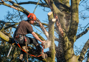 What Is A Tree Surgeon