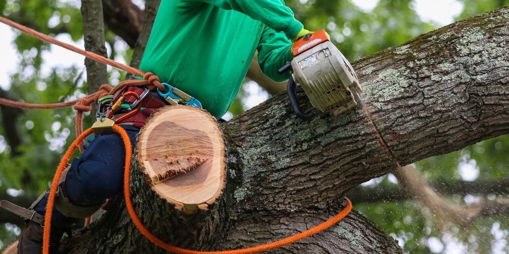 What Is The Average Cost Of Tree Trimming In My Area?