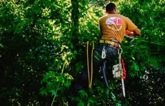 What Is The Difference Between Arborist And Forestry?