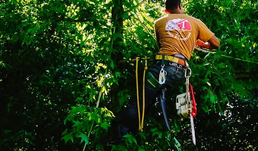 What Is The Difference Between Arborist And Forestry?