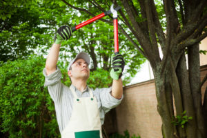 What Is The Difference Between Tree Trimming And Pruning