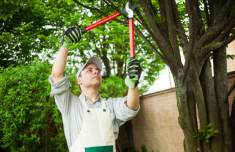 What Is The Difference Between Tree Trimming And Pruning?