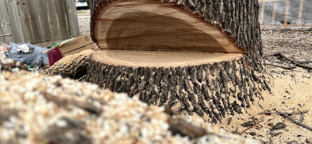 What Part Of A Tree Should Not Be Cut?