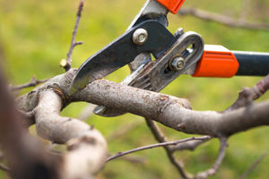 When Should You Not Prune Trees