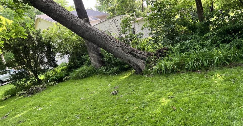 Do Large Trees Need To Be Trimmed?