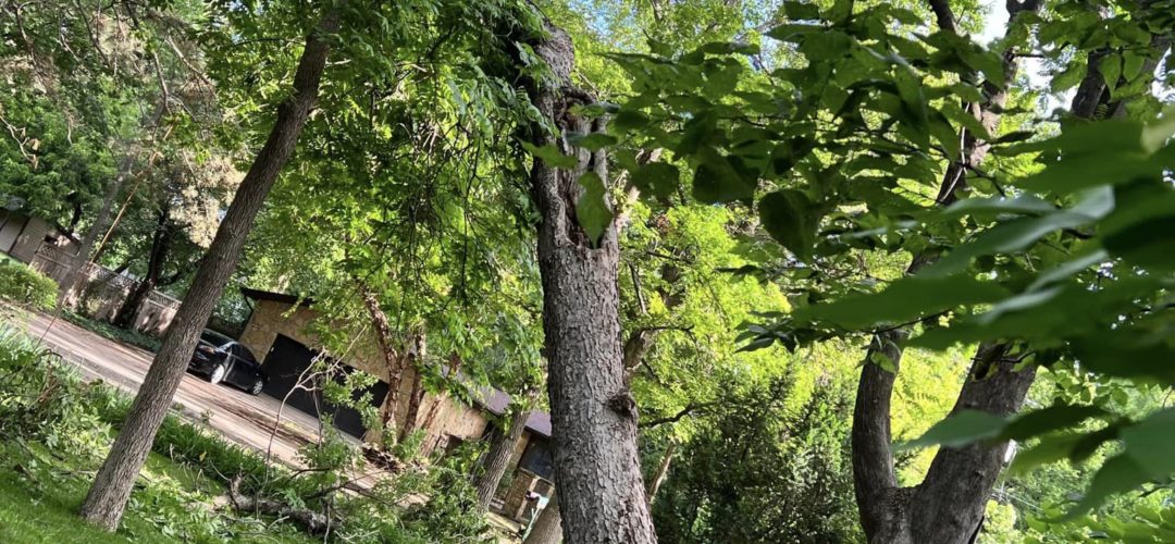 Is It Okay To Trim Trees In The Summer?