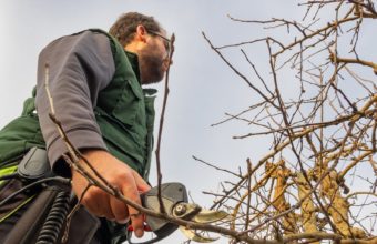 Should You Trim Lower Branches On Trees?