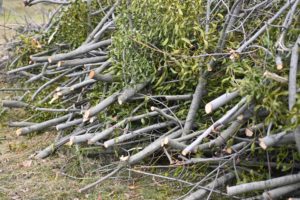 Which Type Of Pruning Should Be Avoided And Why