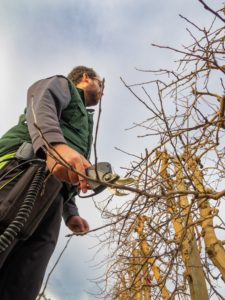 Should You Trim Lower Branches On Trees
