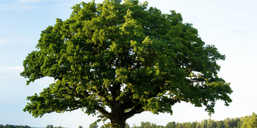 Is It Ok To Trim Oak Trees In Summer?