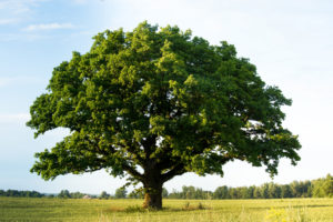 Is It Ok To Trim Oak Trees In Summer
