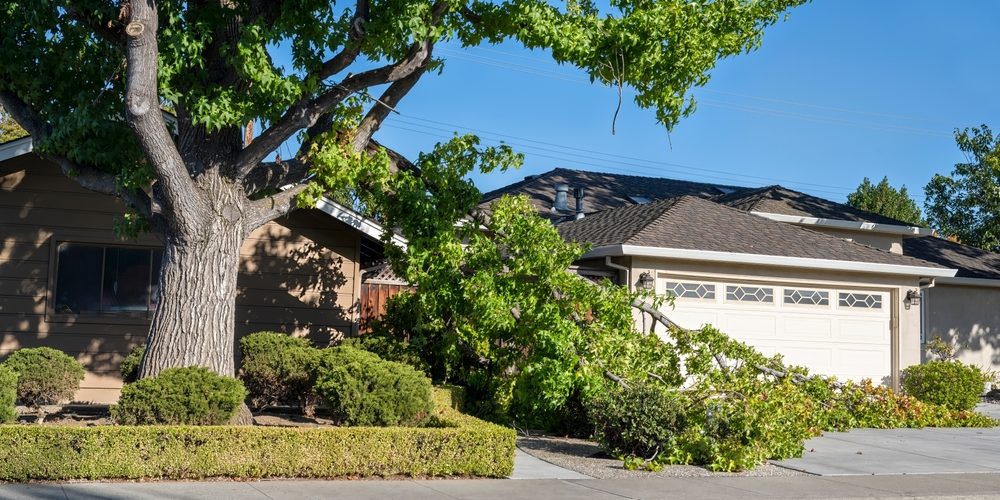 Should Trees Be Trimmed Away From House?
