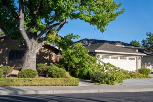 Should Trees Be Trimmed Away From House