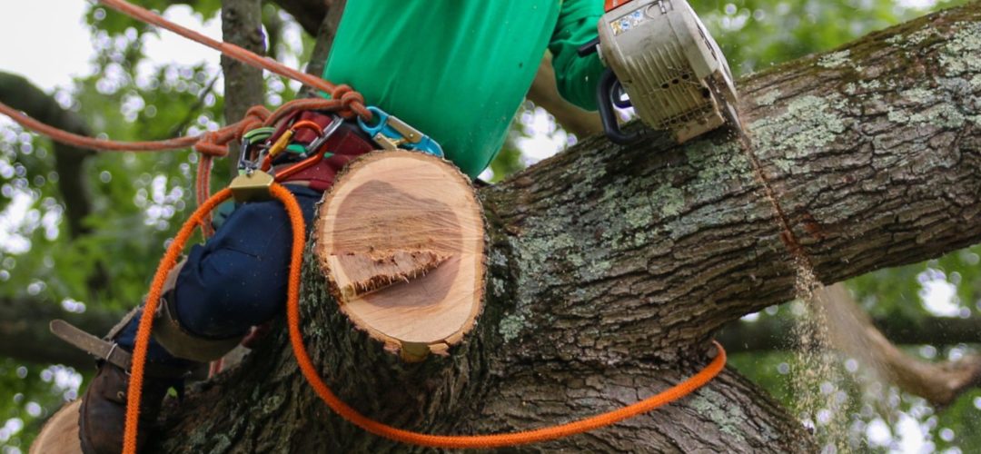 What Time Of Year Is Cheapest For Tree Removal?