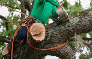 What Time Of Year Is Cheapest For Tree Removal