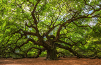 When Should You Not Trim Oak Trees?