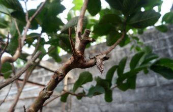 Do Branches Grow Back After Pruning?