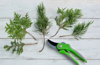 Does Pruning Stimulate Root Growth?