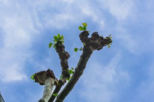 How Do You Fix A Badly Pruned Tree