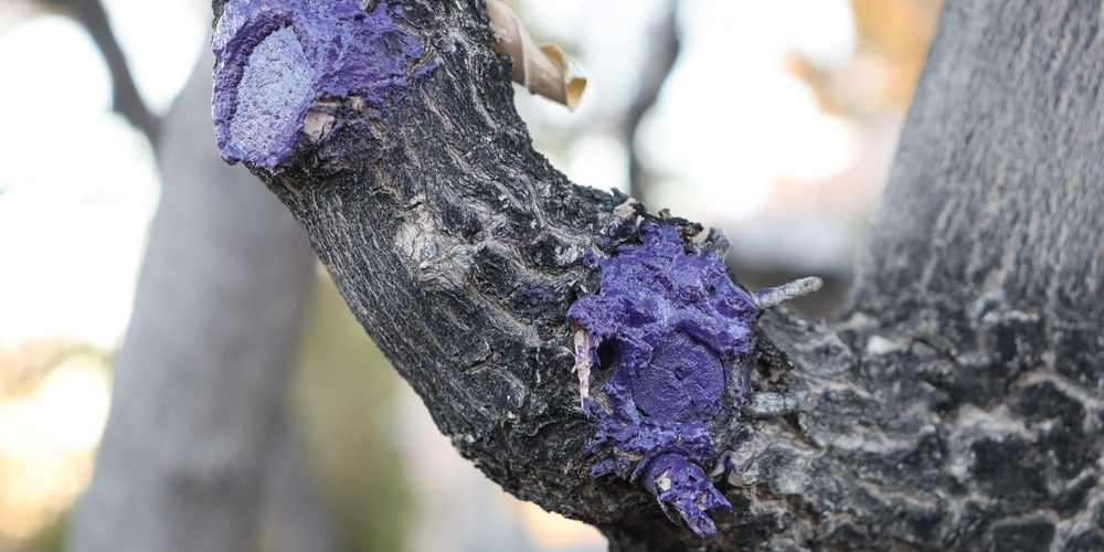 Should You Seal A Tree After Pruning?