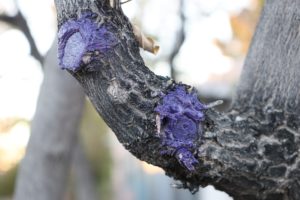 Should You Seal A Tree After Pruning