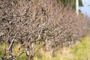 What Are The Disadvantages Of Pruning
