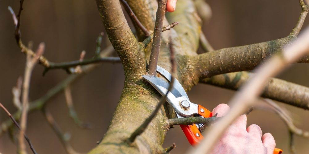What Is The Proper Way To Prune A Tree?