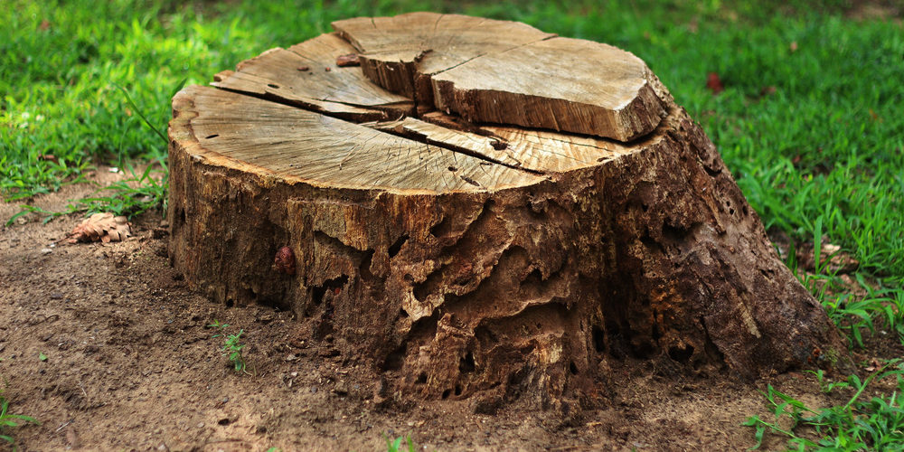 How Long Will A Tree Stump Last?