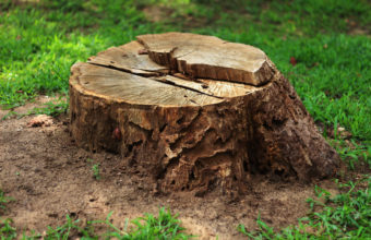 How Long Will A Tree Stump Last?