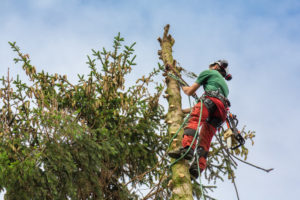 What Is The Best Pay For An Arborist