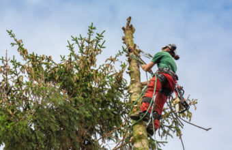 What Is The Best Pay For An Arborist?