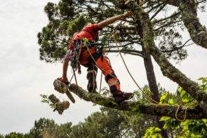 What Is The Difference Between A Forester And An Arborist