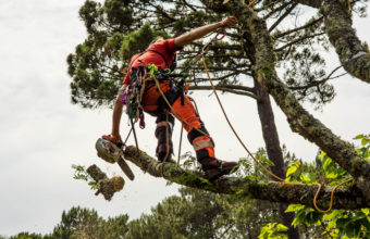 What Is The Difference Between A Forester And An Arborist?