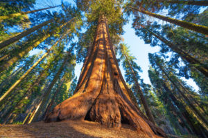 What Is The Most Famous Tree In The World